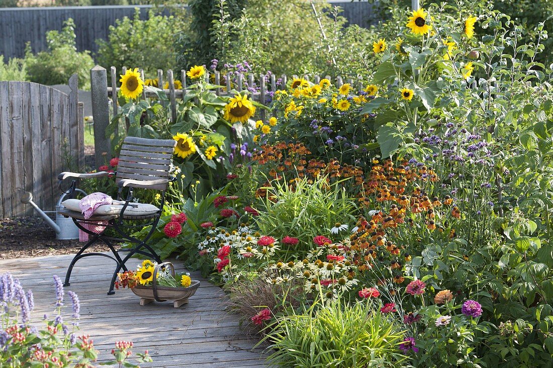 Colorful summer bed with Helianthus, Helenium