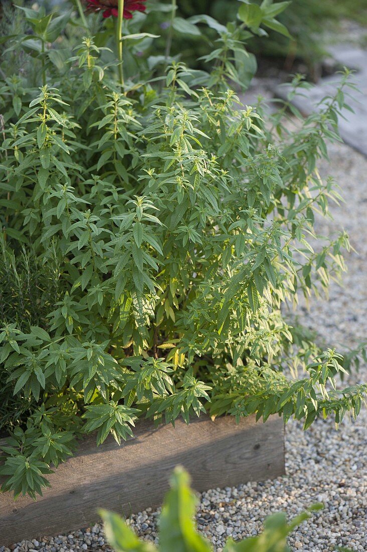 Zitronenverbene (Aloysia triphylla