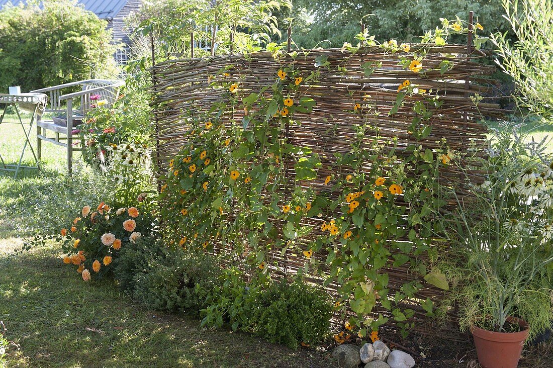 Homemade screen from pasture, planted with Thunbergia alata