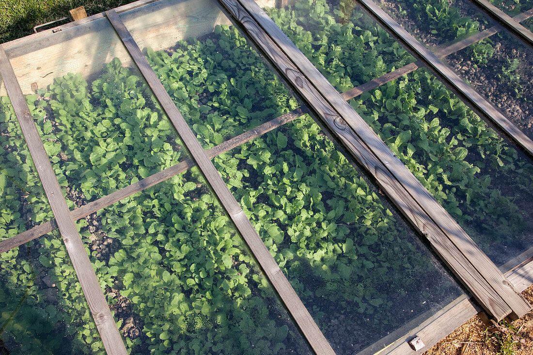 Young plants in cold frame