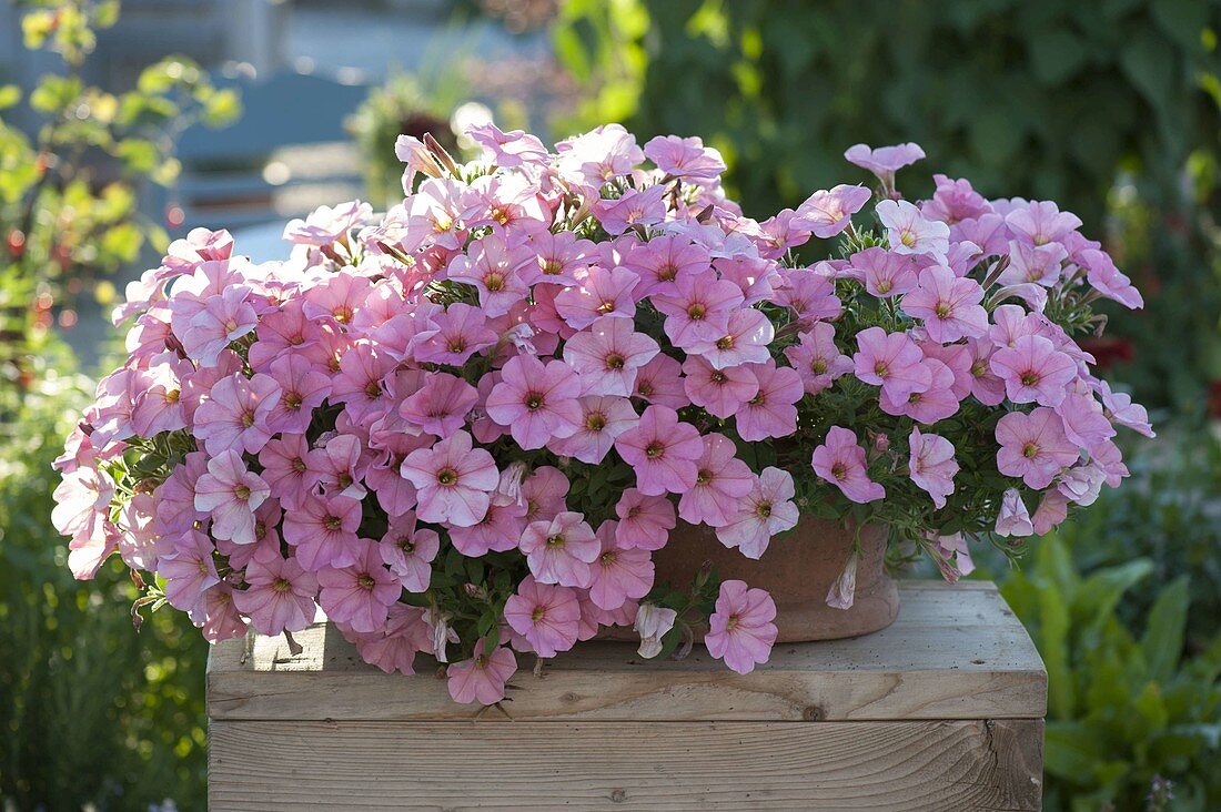 Petunia Bingo 'Peachy Keen' (Petunie)