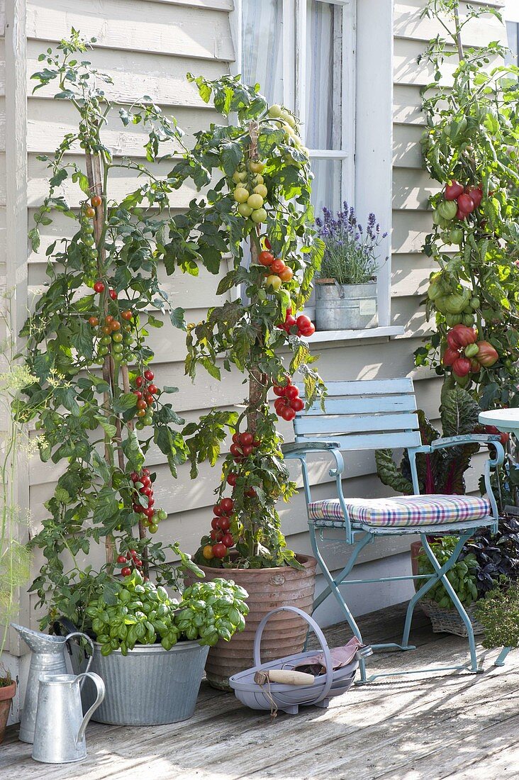 Tomaten (Lycopersicon) im Kübel , unterpflanzt mit Basilikum