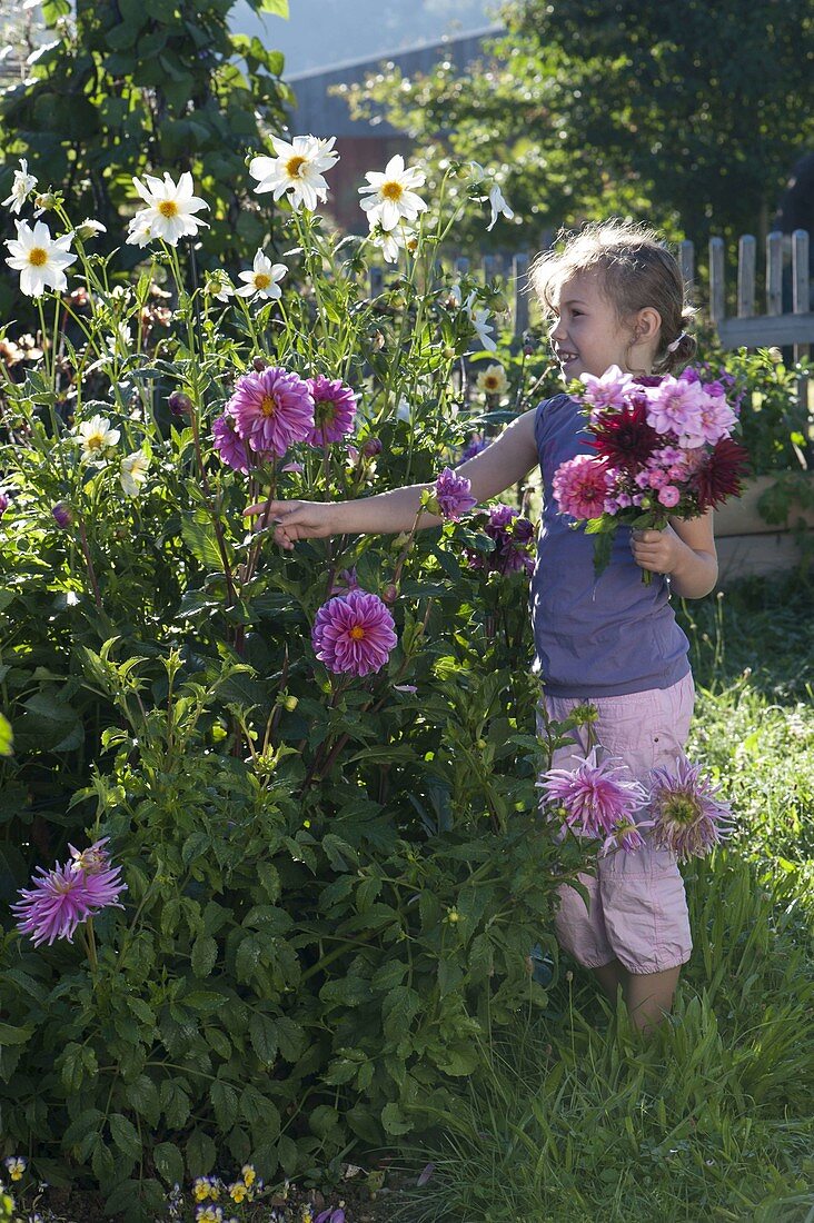 Girl picking flowers for late summer bouquet