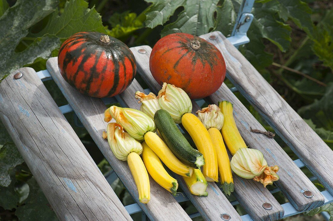 Chair with freshly harvested zucchini and pumpkins in the vegetable bed