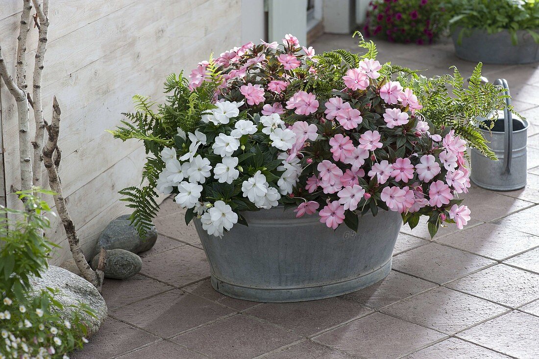 Old zinc tub planted with Impatiens 'New Guinea Orestes'