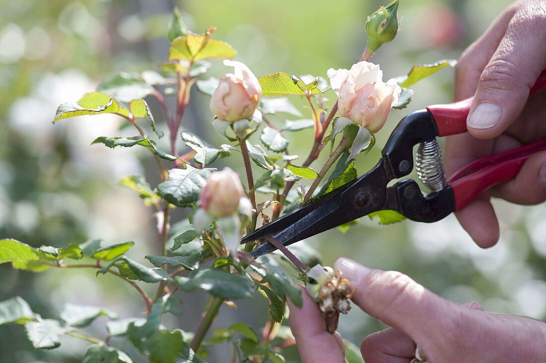 Cutting off blooming flowers of pink (rose)