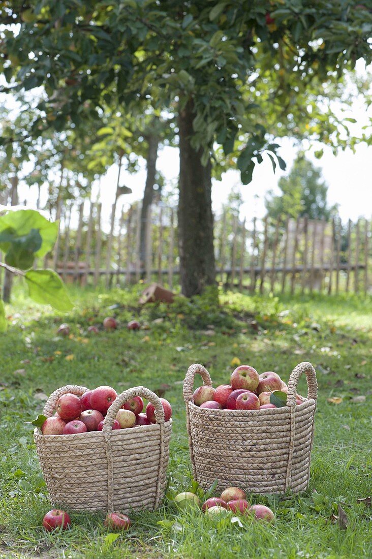Baskets of freshly harvested apples 'Flamed Cardinal' (Malus)