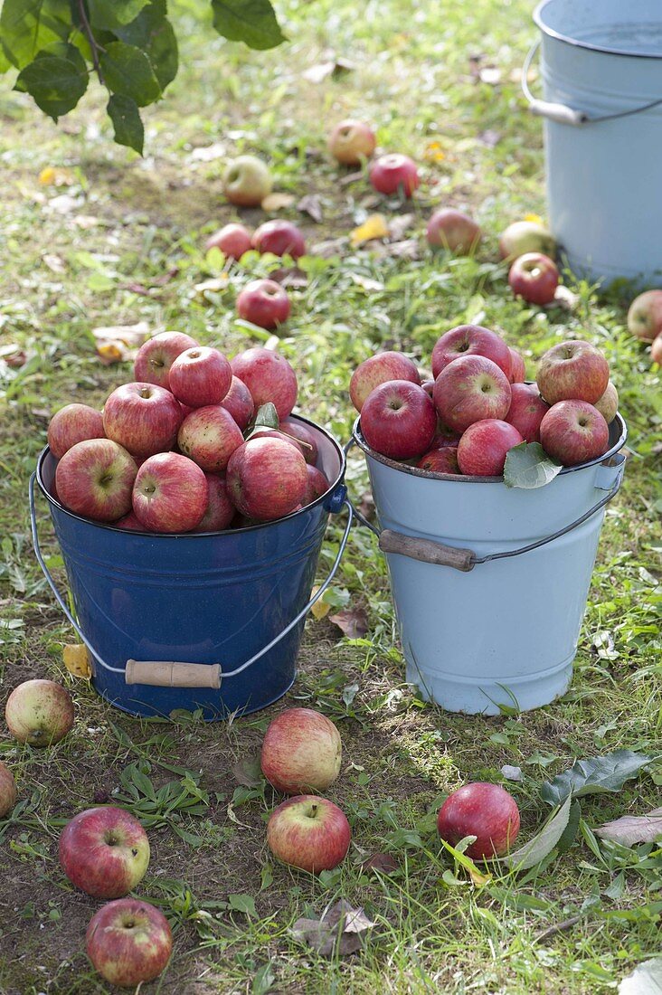 Emaillierte Eimer mit frisch geernteten Äpfeln 'Geflammter Kardinal' (Malus)