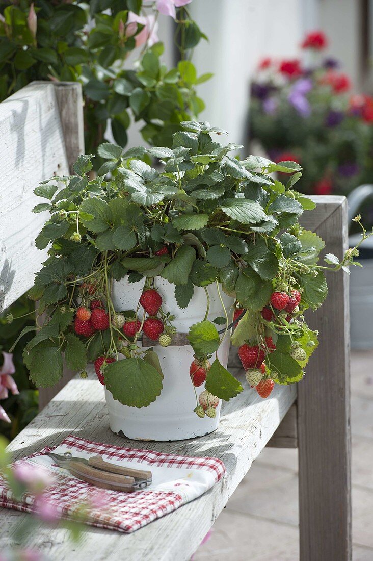 Hanging strawberry (Fragaria) in enamelled bucket on wooden bench
