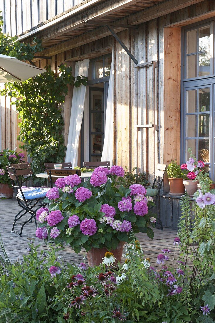 Kübel mit Hydrangea (Hortensie) und Sitzgruppe auf Holzterrasse am Haus