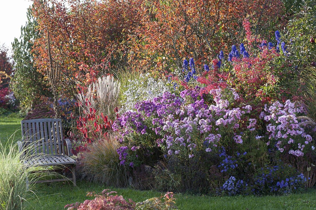 Autumn bed with Amelanchier, Euonymus