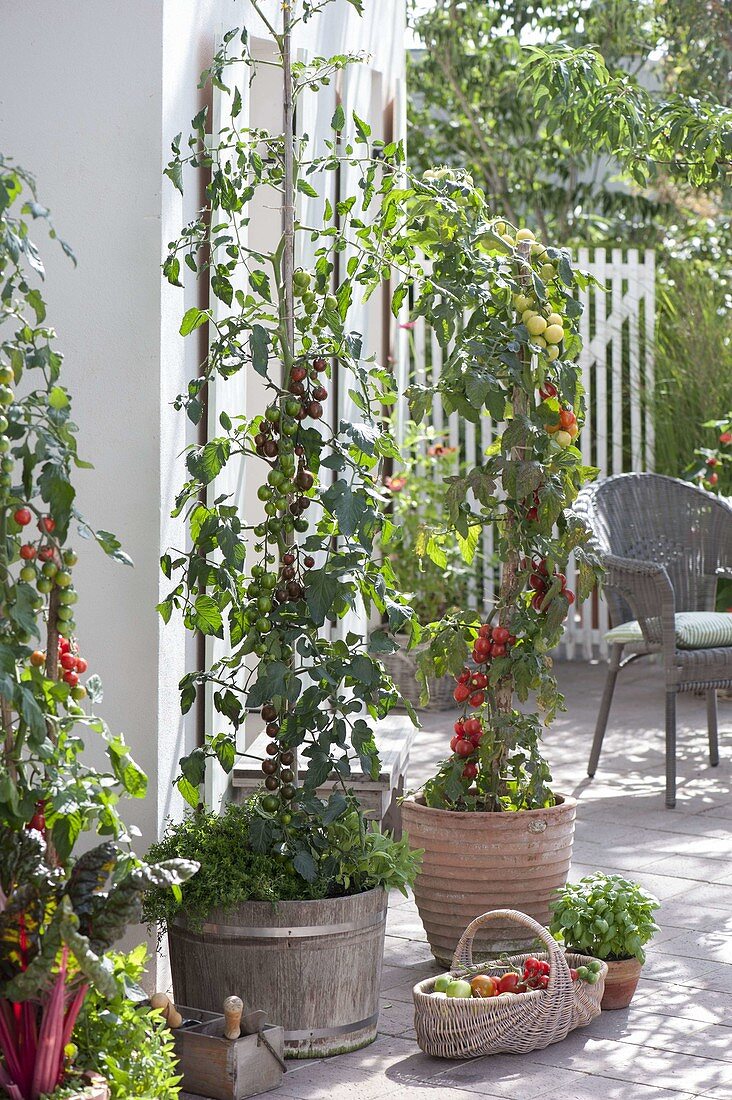 Tomato planting in wooden tubs