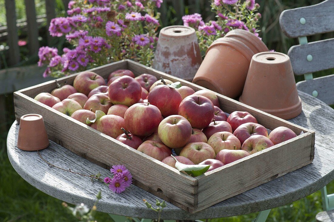 Wooden box with freshly picked apples 'Danziger Kantapfel'