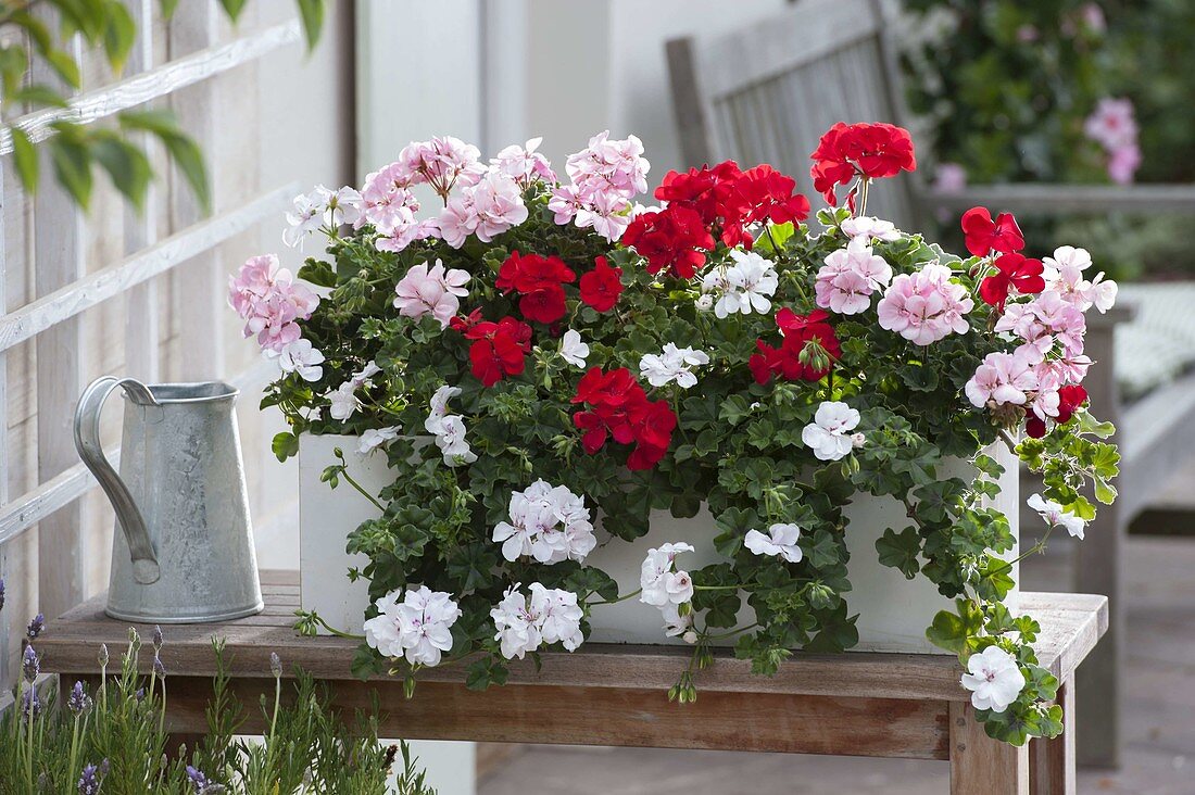 Weisser Kasten mit Pelargonium peltatum (Haengenden Geranien)