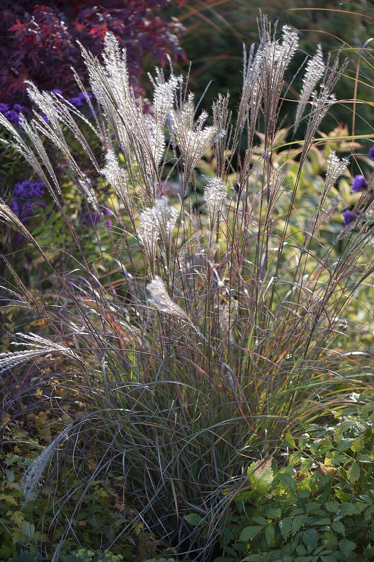 Miscanthus sinensis (Chinese Moss) flowering