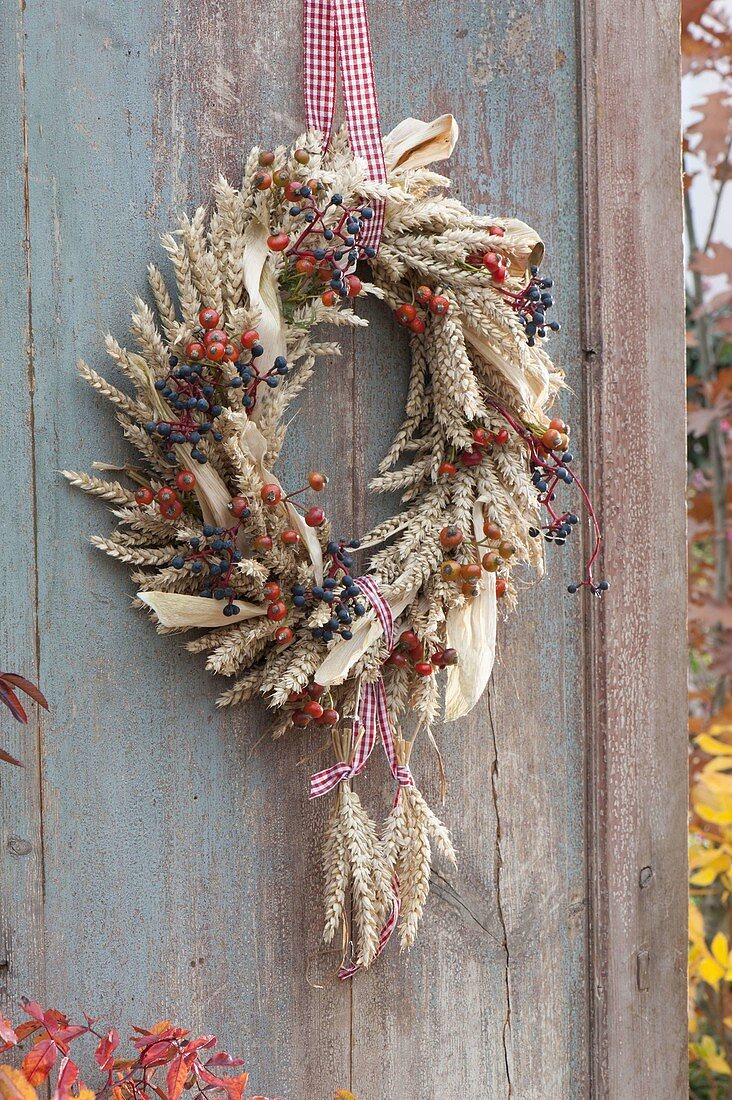 Wreath of wheat (Triticum) with rose (rose hips), berries