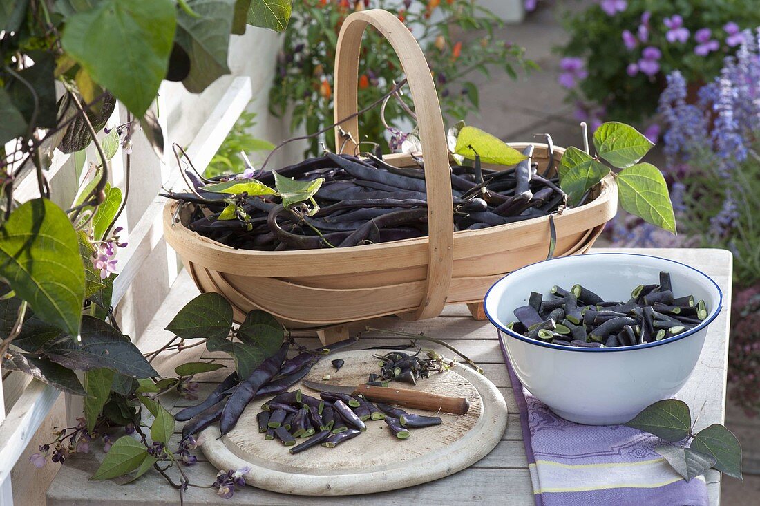 Korb mit frisch geernteten schwarzen Bohnen 'Blauhilde' (Phaseolus)