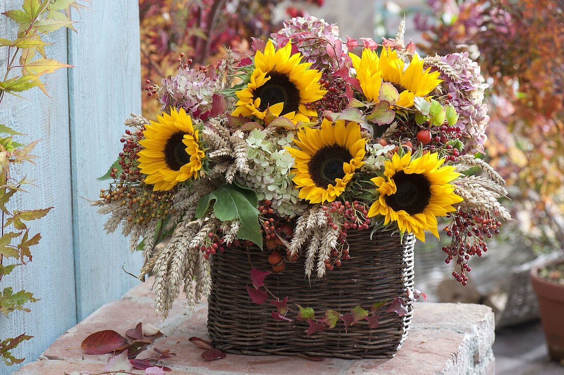 Thanksgiving basket with Helianthus (sunflower), wheat (Triticum)