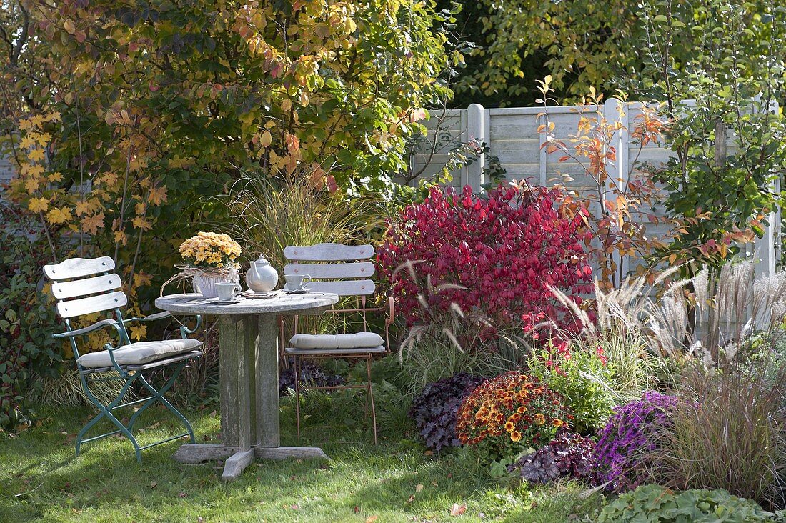 Small seating group at the autumnal bed, Euonymus alatus