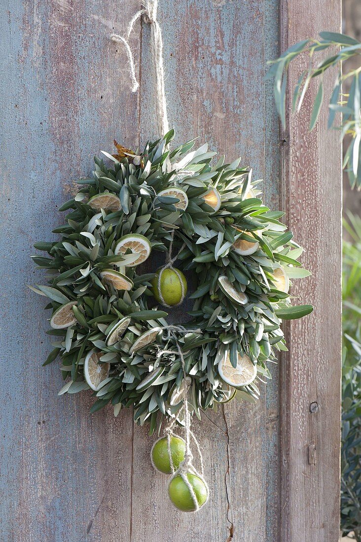 Door wreath of branches of Olea (Olive), decorated with limes