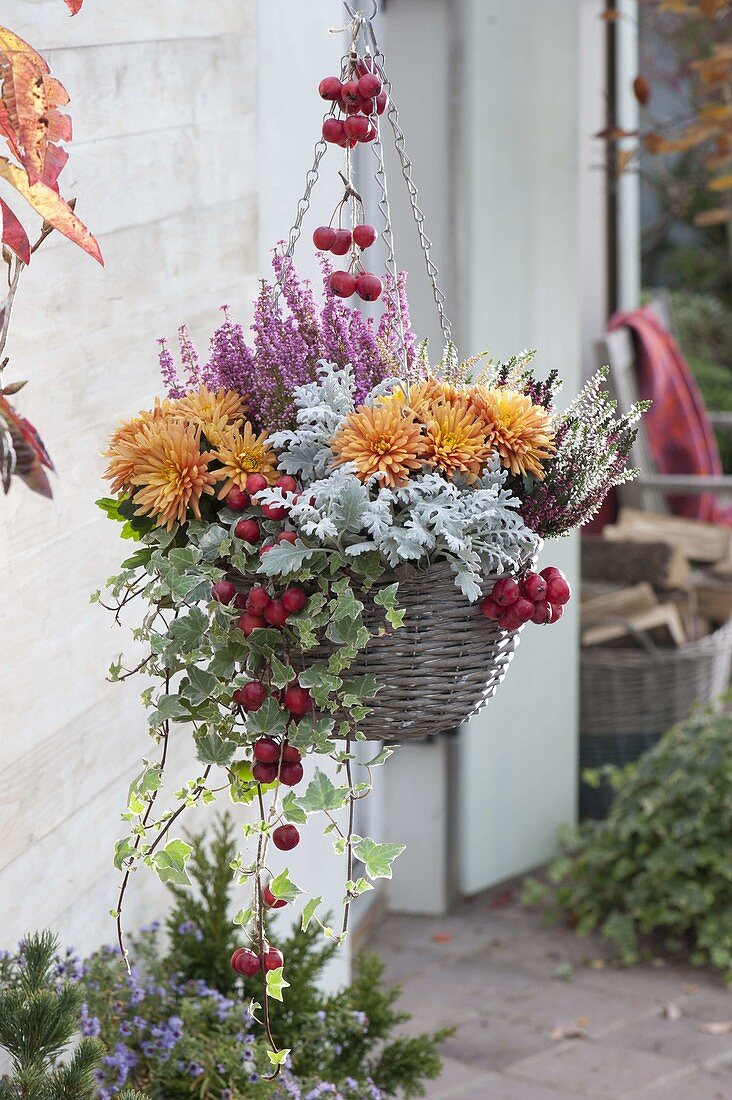 Hanging basket with Chrysanthemum, Cineraria maritima