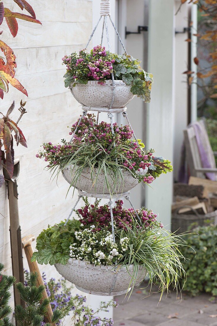 hanging baskets as etagere with Pernettya (sphagnum myrtle), Carex oshimensis