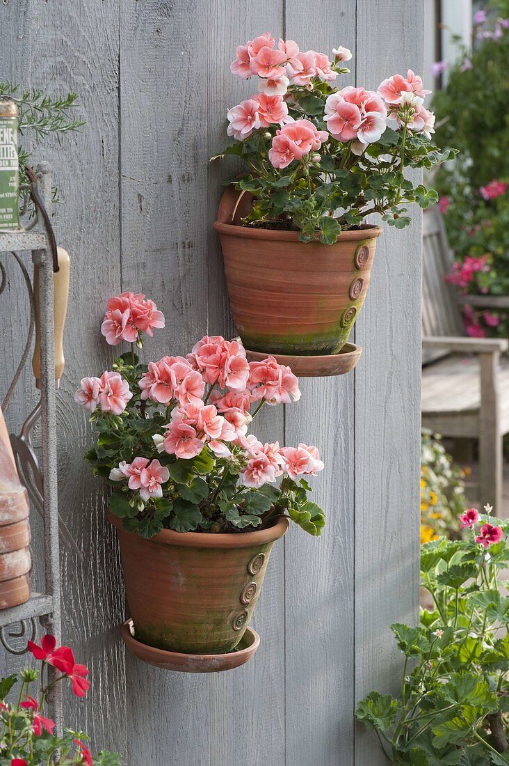 Handgetoepferte Wand - Haengetoepfe mit Pelargonium zonale