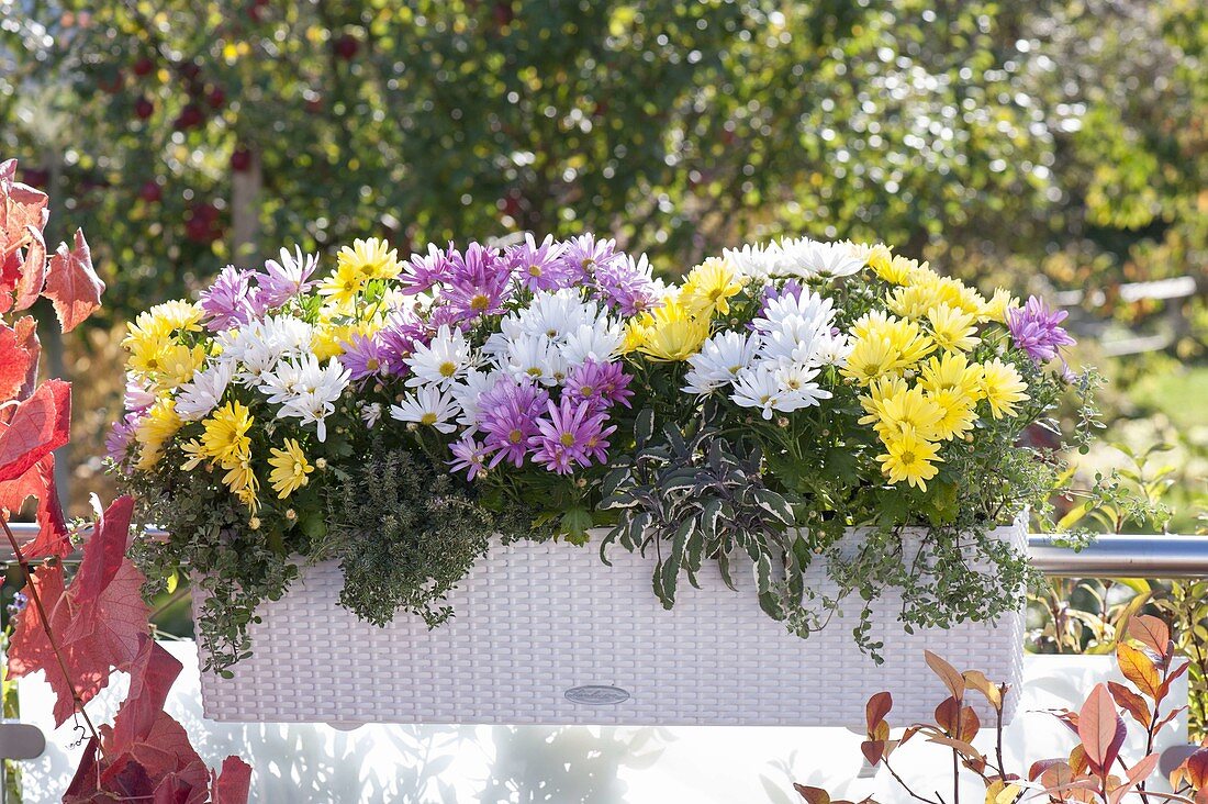 White Lechuza box with tricolor mixed chrysanthemum