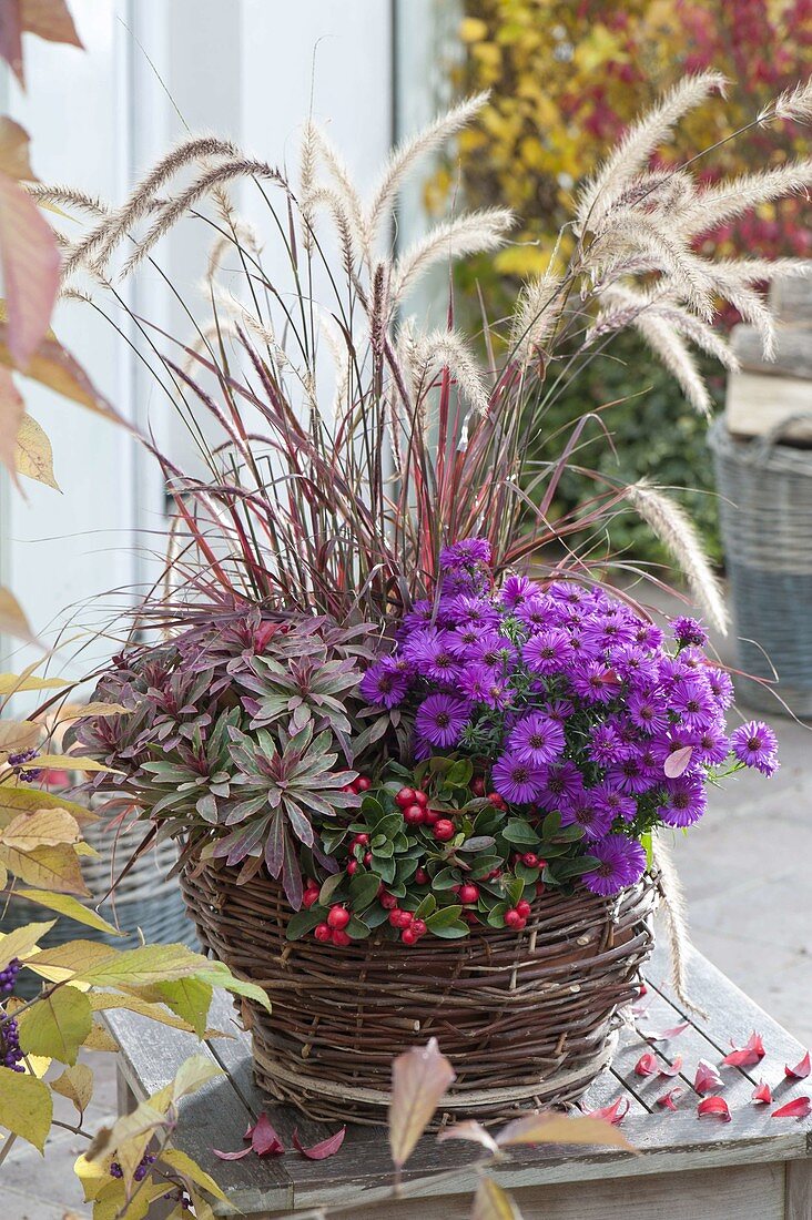 Weidenkorb mit Pennisetum setaceum 'Fireworks' (Rotem Federborstengras)