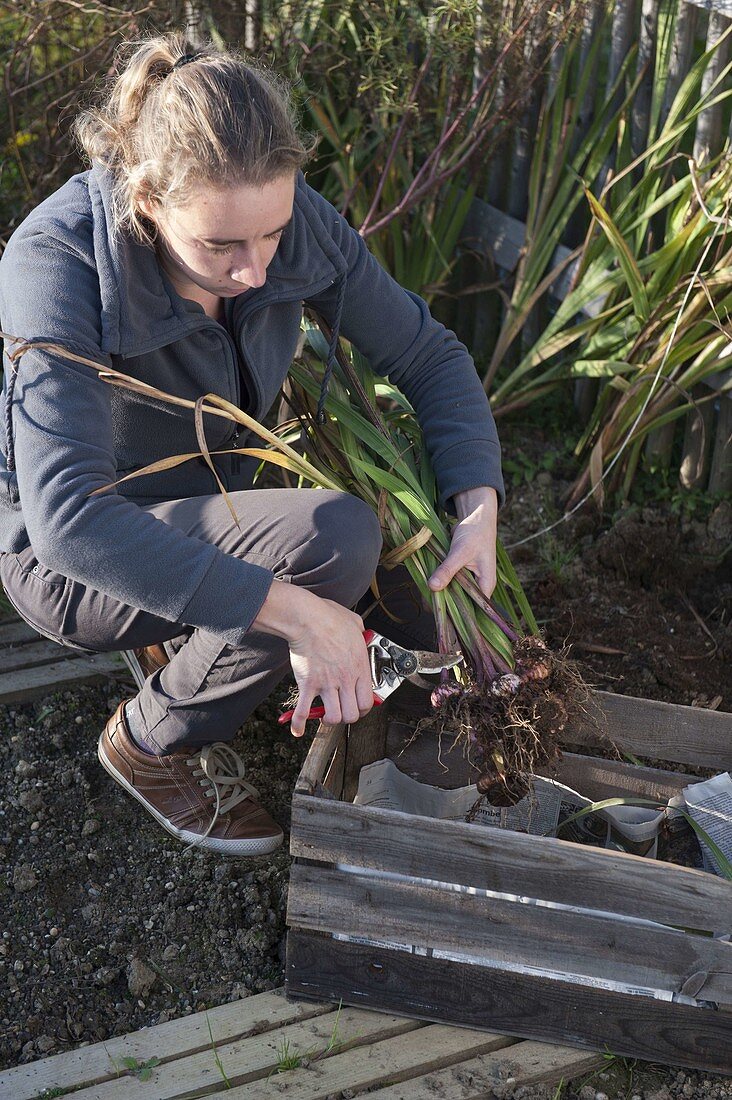 Woman cutting Gladiolus leaves for wintering