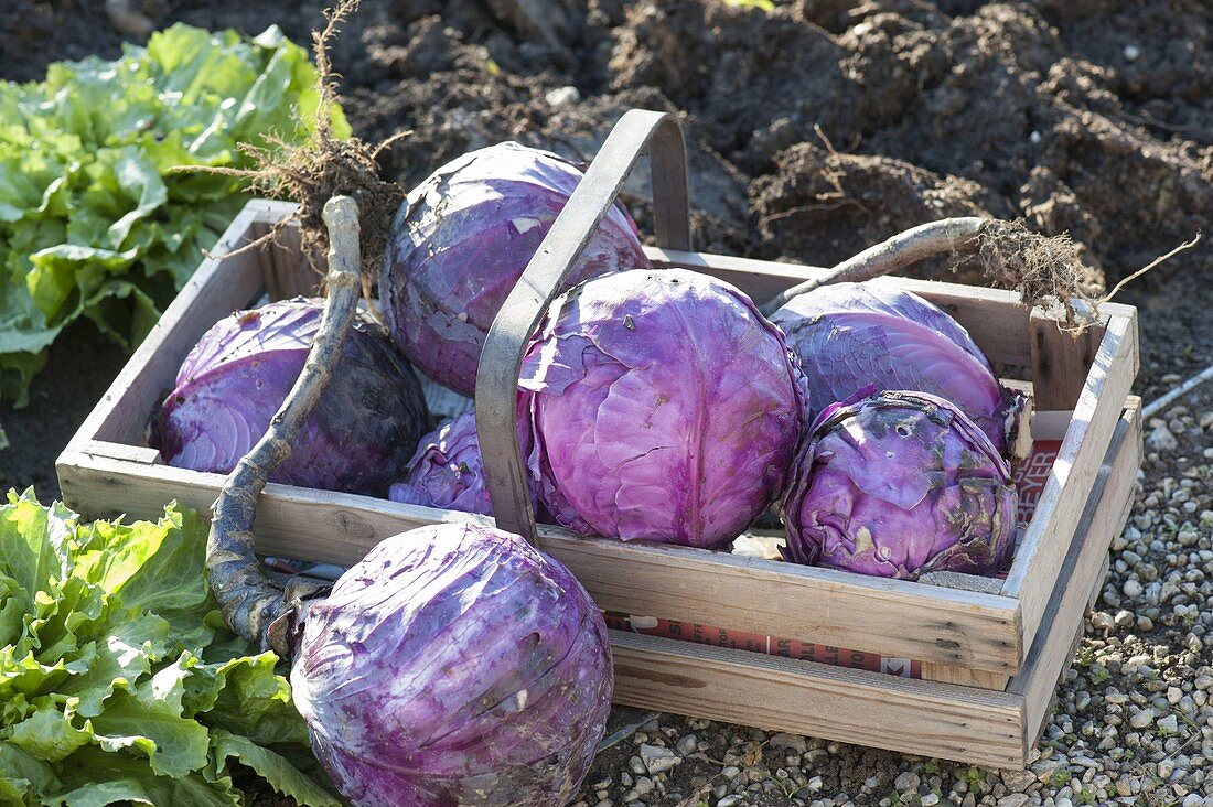 Frisch geernteter Rotkohl (Brassica) in Holzkorb