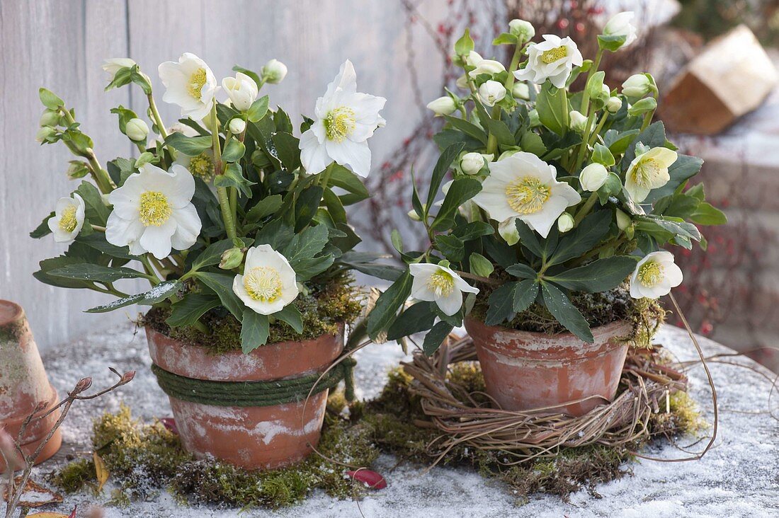 Helleborus niger Hgc 'Wintergold' (Christrosen) in Tontoepfen auf Moos