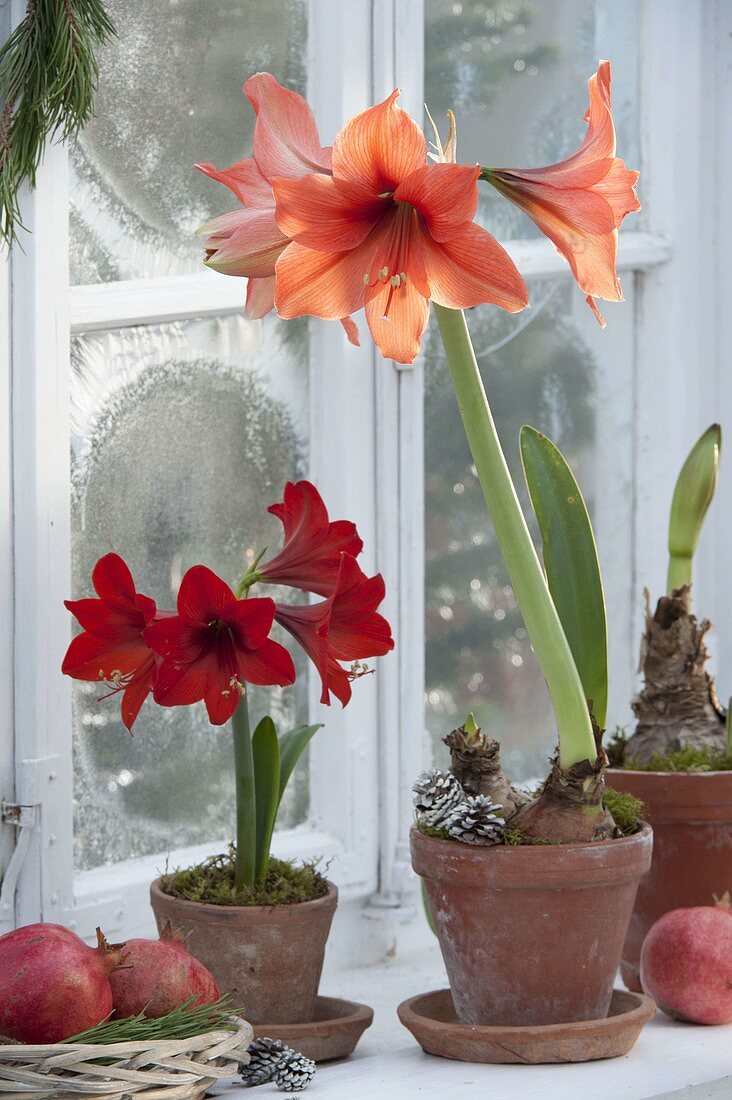 Hippeastrum 'Orange Souvereign' and Hummingbird 'Red' (Amaryllis) in clay pots