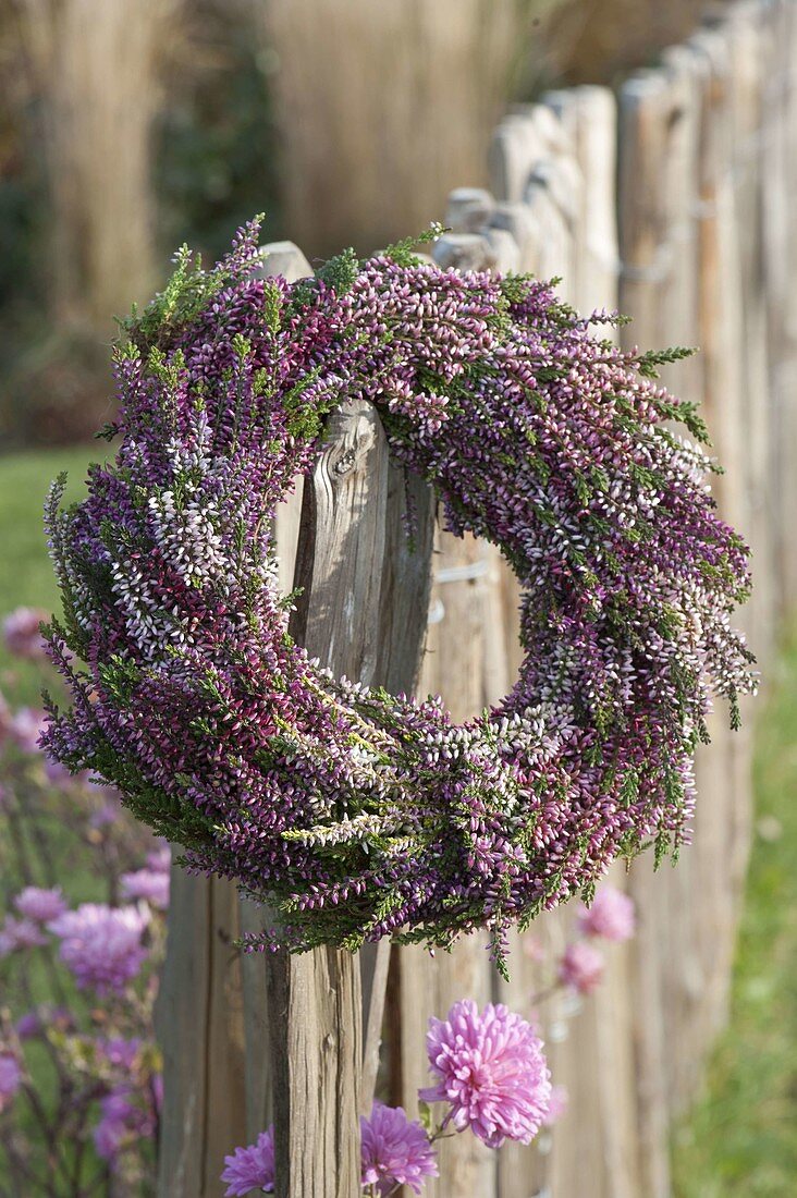 Wreath of Calluna vulgaris (bud-flowering broom heather) on fence