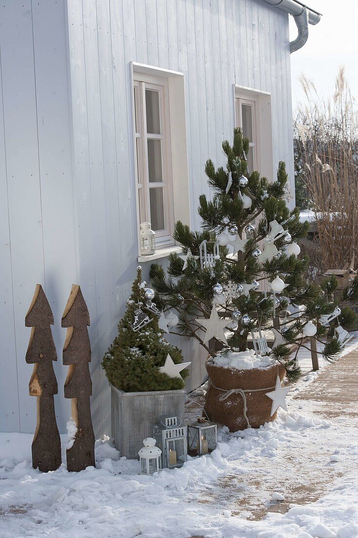 Koniferen auf der Terrasse weihnachtlich dekoriert