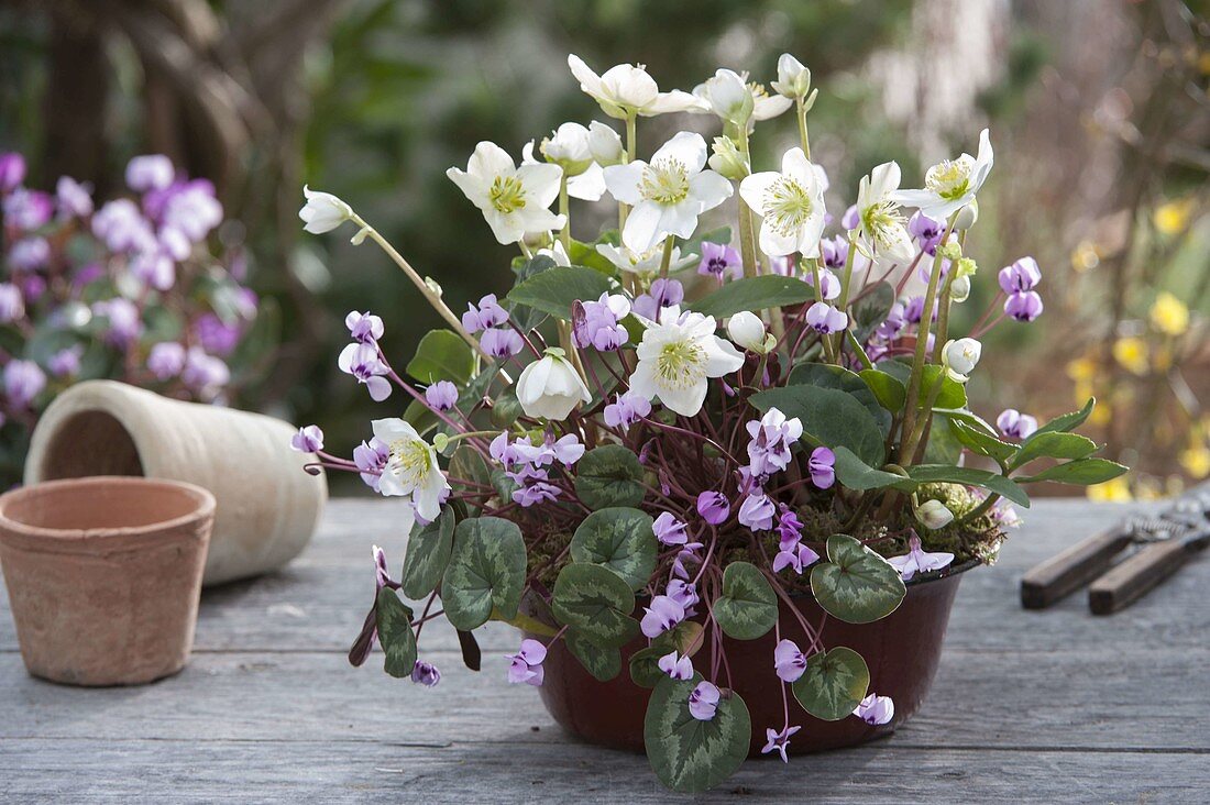 Cyclamen coum (Vorfrühlings-Alpenveilchen) und Helleborus niger