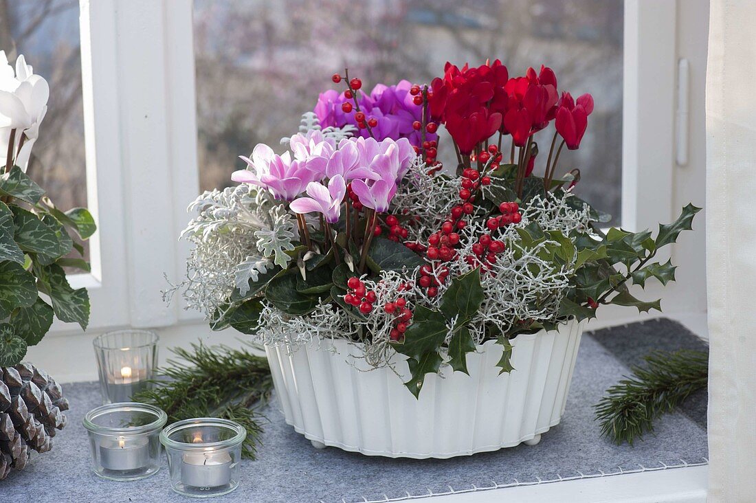 White bowl with Cyclamen (cyclamen) and Calocephalus