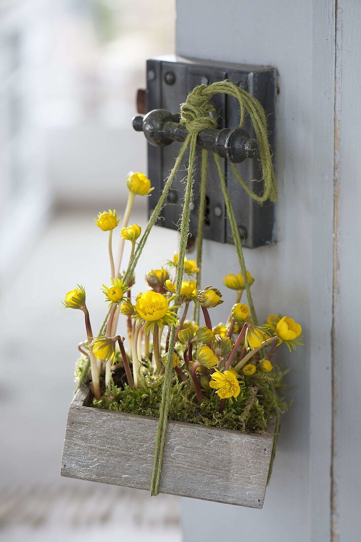 Wooden box with Eranthis hyemalis and moss hung on door