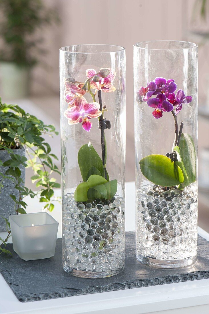 Mini phalaenopsis (malayan flower, butterfly orchid)