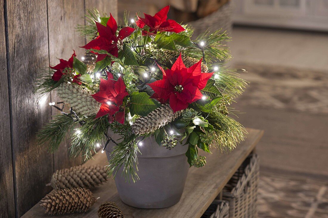 Beleuchteter Weihnachtsstrauss mit Euphorbia pulcherrima (Weihnachtsstern)