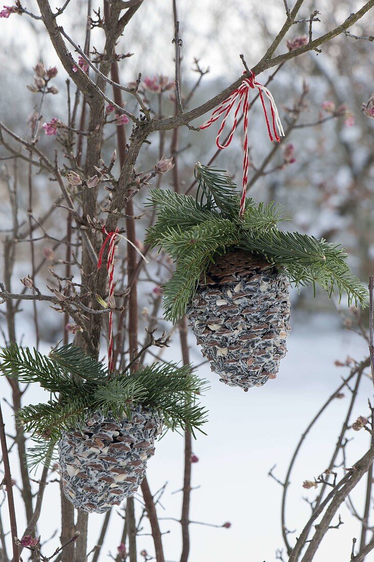 Pine cones filled with birdseed