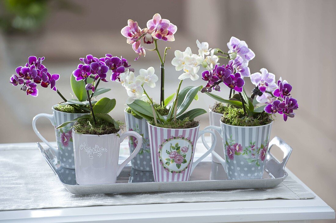 Tassen mit Mini-Orchideen Phalaenopsis 'Little Lady' (Malayenblumen)