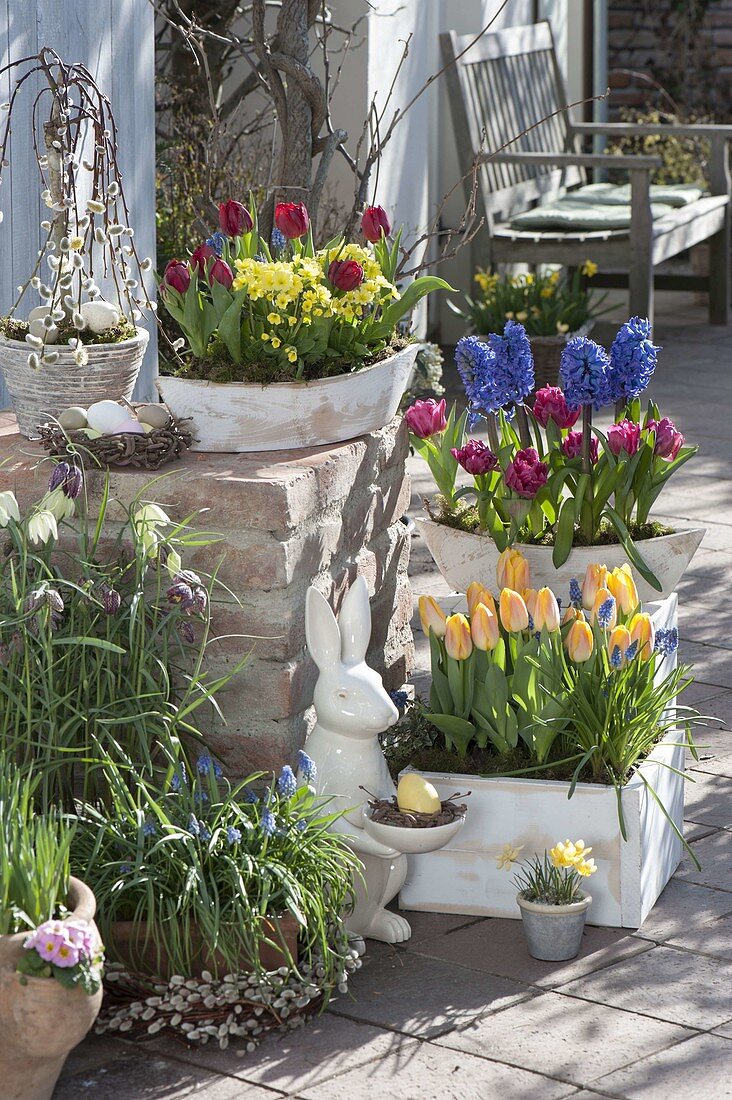 Tulipa 'Curly Sue' 'Lilac Perfection' 'Yellow Star' (Tulpen), Primula veris