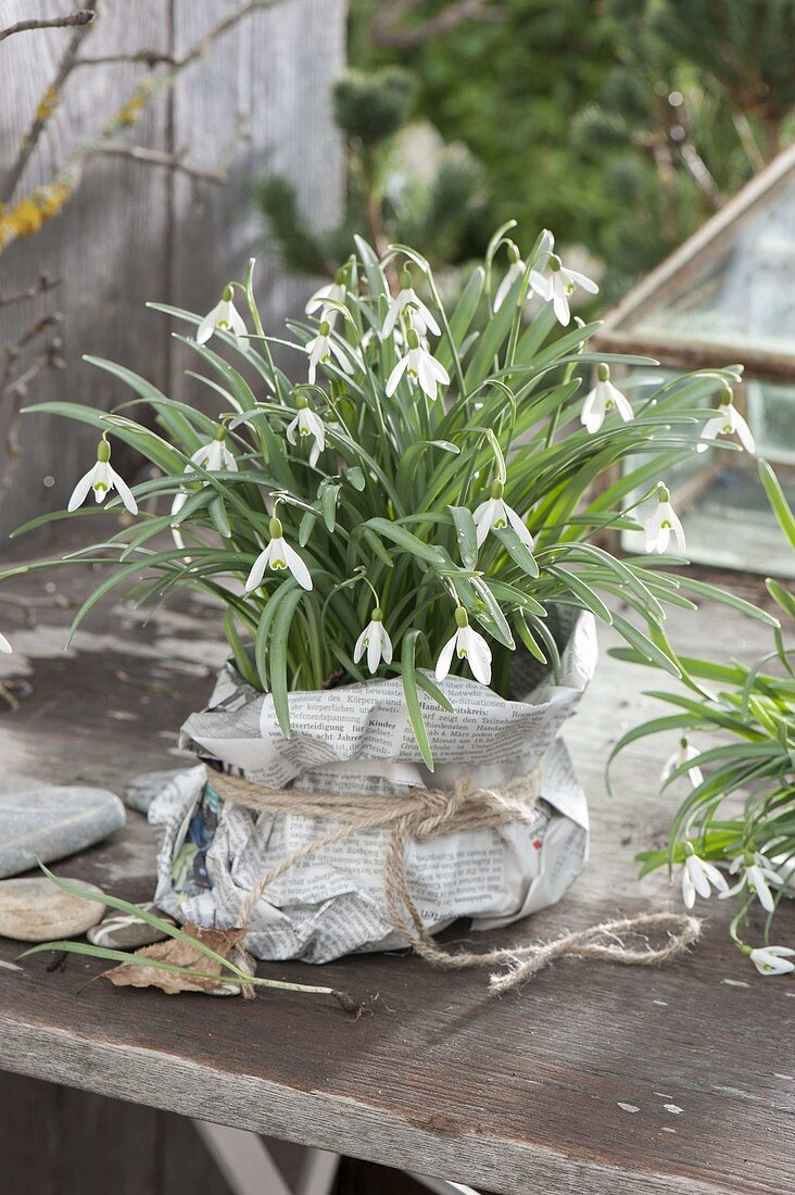 Galanthus nivalis (Schneeglöckchen) als Geschenk in Zeitungspapier