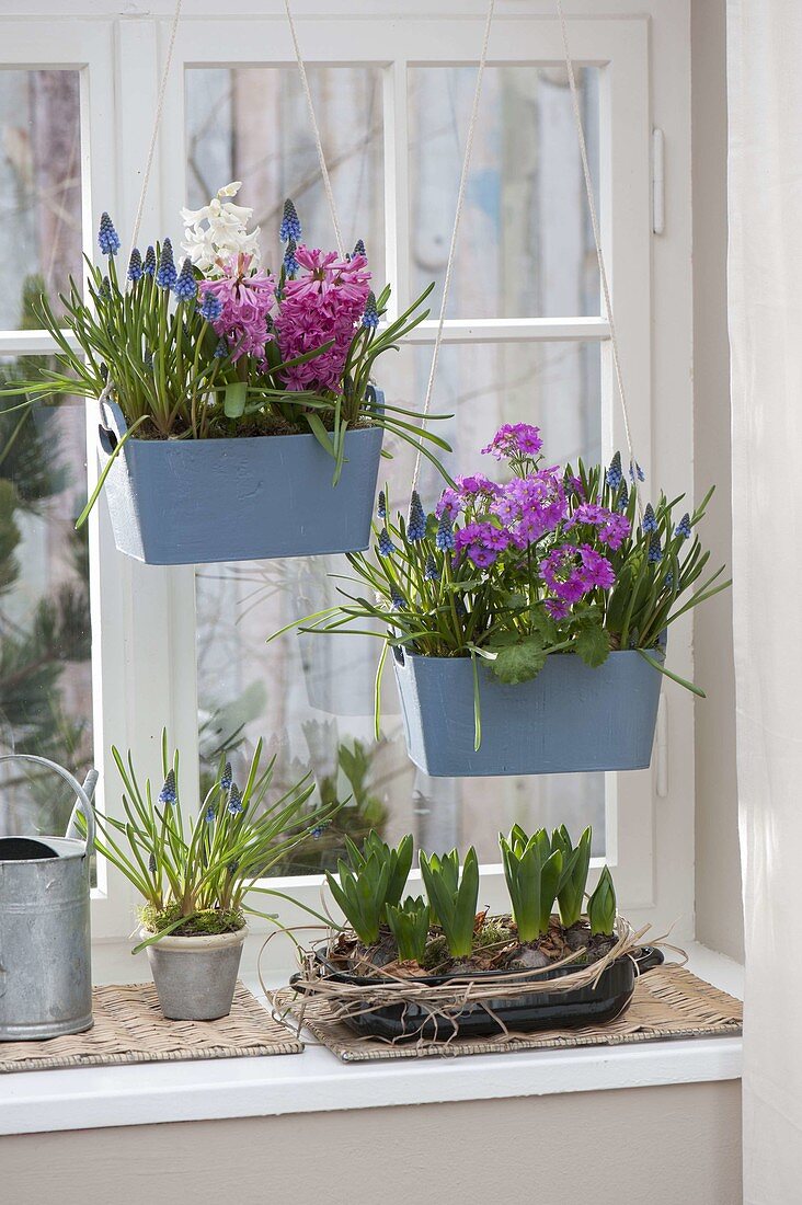 Wooden boxes planted with spring flowers, hung in the window