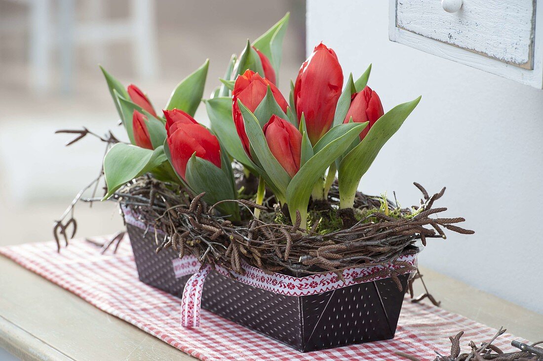 Box baking dish planted with Tulipa 'Red Paradise' (tulip)
