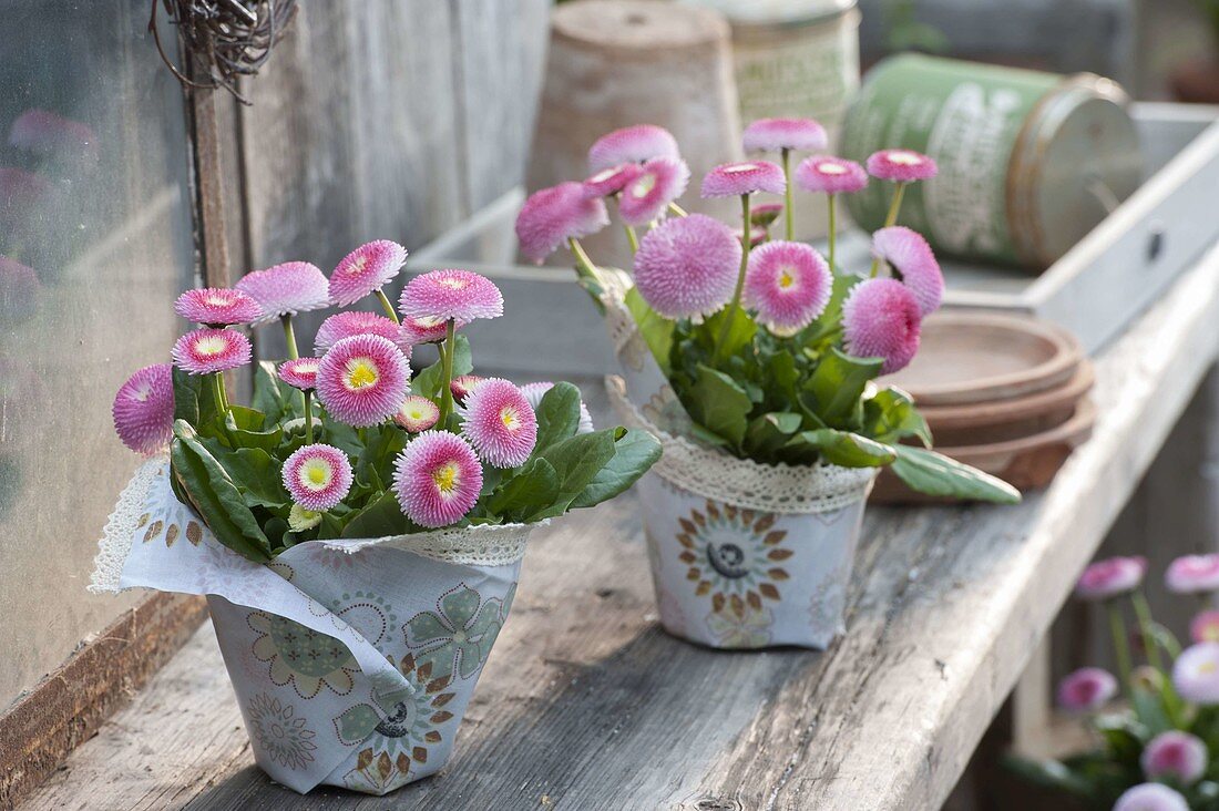 Bellis (daisies) in pots wrapped in oilcloth