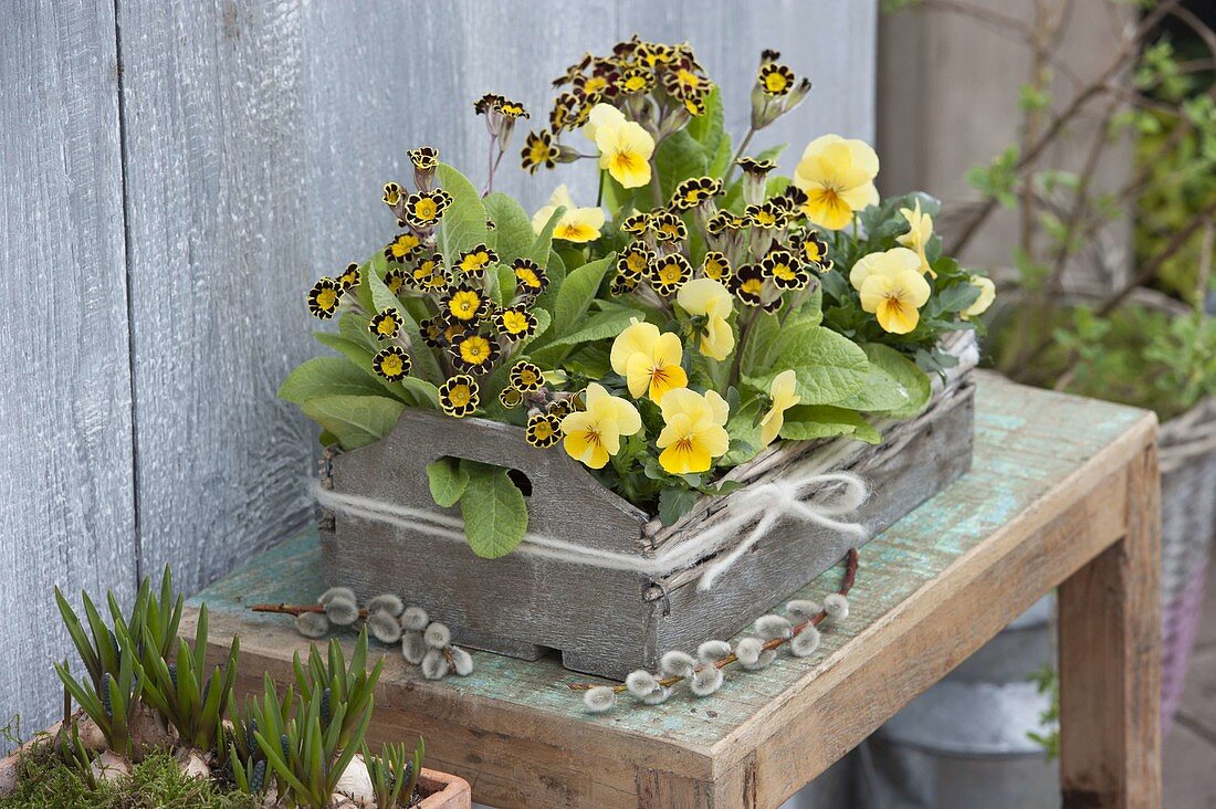 Primula Elatior Hybrid 'Gold Lace'