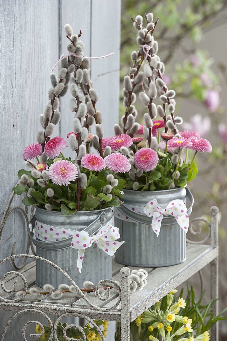 Bellis (daisies) in zinc buckets with branches of Salix