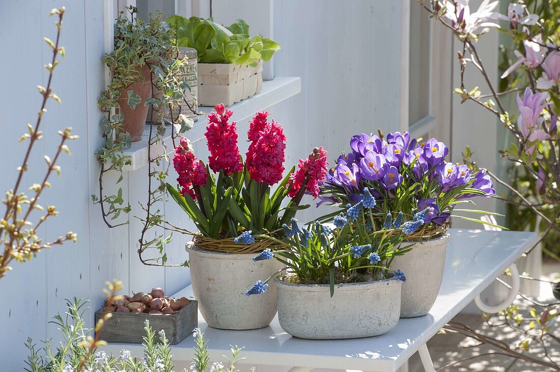 Hyacinthus 'Holly Hock' (Hyazinthen), Muscari 'Blue Pearl' (Traubenhyazinthen